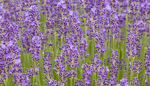Small Garden Ideas Lavender